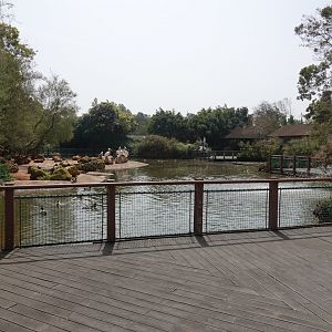 Great White Pelican Enclosure
