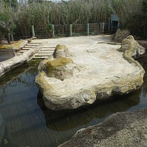 Common Hippopotamus Enclosure