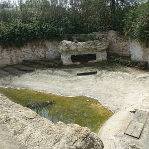 Nile Crocodile Enclosure