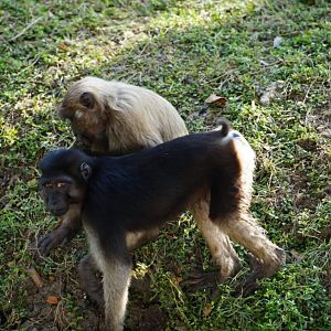 Booted Macaque & Moore Macaque
