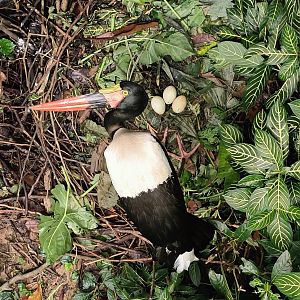 Saddle-Billed Stork (Ephippiorhynchus senegalensis)