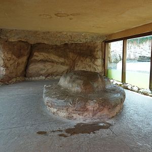 Underwater Viewing for Common Hippopotamus and Nile Crocodile