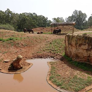 African Buffalo Enclosure