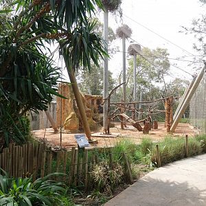 Mandrill Enclosure