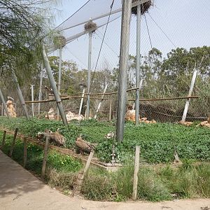 Eurasian Griffon Vulture Enclosure