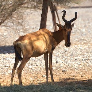 Cape Hartebeest