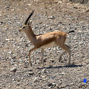 Chinkara