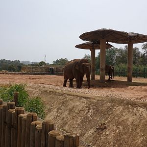 Elephant Enclosure
