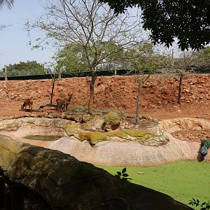 Barbary Red Deer Enclosure