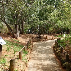 Waldrapp Ibis and Glossy Ibis Walkthrough Aviary
