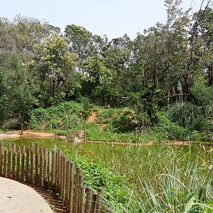 Patas Monkey Enclosure