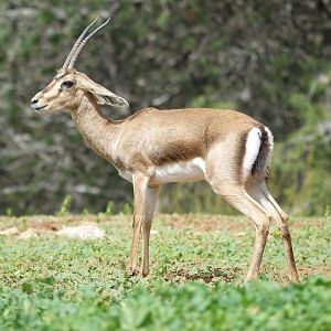 Cuvier's Gazelle