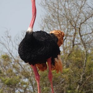 Ostrich