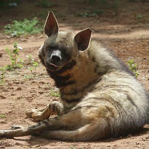 Striped Hyena