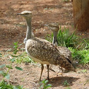 North African Houbara Bustard