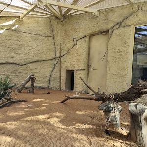 Fennec Fox exhibit,  Sand Cat Center
