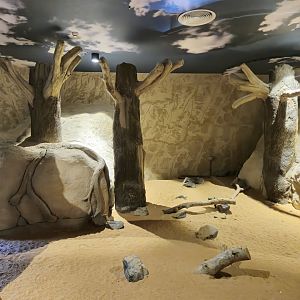 Sand Cat indoor exhibit