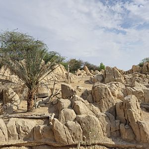 Arabian Tahr exhibit
