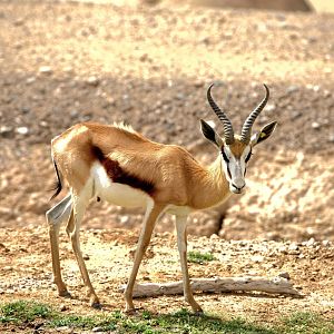 Springbok