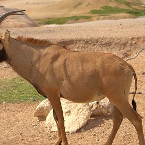 Roan antelope