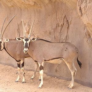 Beisa Oryx