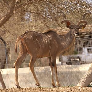 Greater Kudu