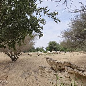 Arabian Oryx/Arabian Gazelle exhibit
