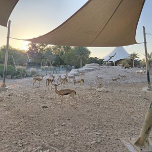 Arabian Gazelle second exhibit