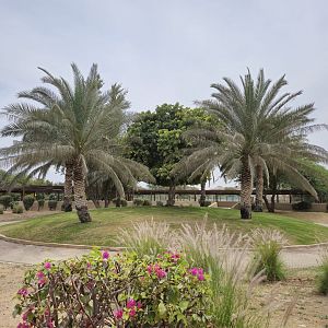 Carnivore area centerpiece