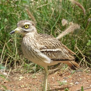 Eurasian Thick-knee