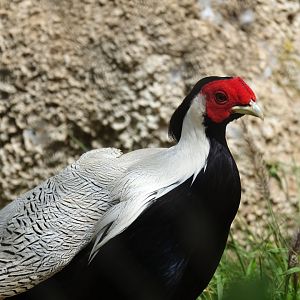 Silver Pheasant