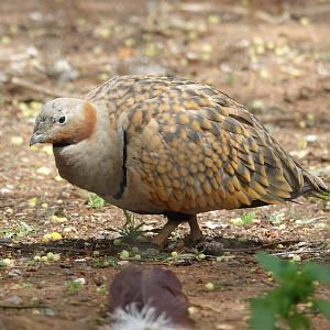 Black-bellied Sandgrouse