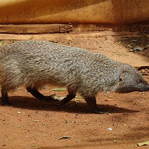 Egyptian Mongoose