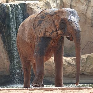 African Forest Elephant