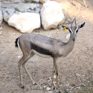 Speke's Gazelle