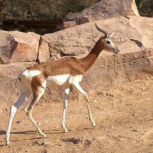 Mhor Gazelle