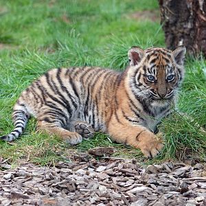 Sumatran tiger cub