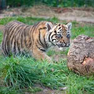 Sumatran tiger cub