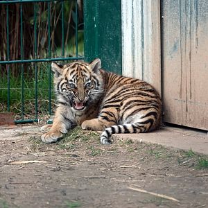 Sumatran tiger cub