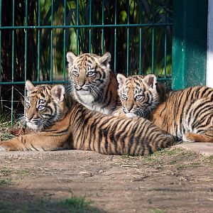 Sumatran tiger cubs