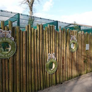 Sumatran tiger cub viewing holes