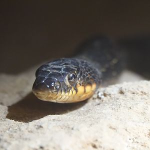 Horseshoe Whip Snake