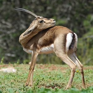 Cuvier's Gazelle