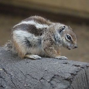 Barbary Striped Squirrel