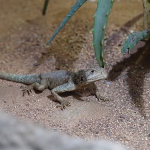 Senegal Agama
