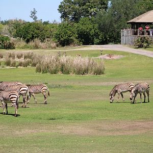 Apr. 2025 - Kilimanjaro Safaris - West Savanna Panorama