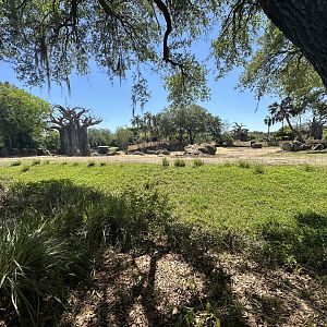 Apr. 2025 - Kilimanjaro Safaris - Main Elephant Yard