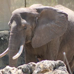 African Bush Elephant (Loxodonta africana)