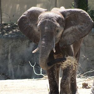 African Bush Elephant (Loxodonta africana)