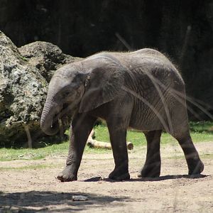 Juvenile African Bush Elephant (Loxodonta africana)